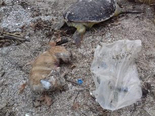 Βρήκε πτώμα σκύλου κλεισμένο σε τσουβάλι στην παραλία Πόντι Λευκάδας
