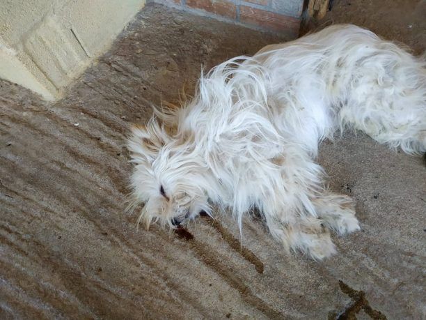 Νεκρά σκυλιά από φόλες στο Λιανοκλάδι Φθιώτιδας