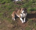 Βρέθηκε - Χάθηκε θηλυκός σκύλος στα Άβδηρα Ξάνθης