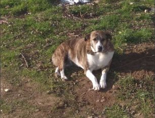 Βρέθηκε - Χάθηκε θηλυκός σκύλος στα Άβδηρα Ξάνθης