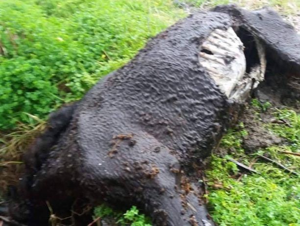 Μεσσηνία: Άλογο νεκρό σε προχωρημένη σήψη σε παραλία της Καλαμάτας