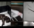 Λέσβος: Συνελήφθη άνδρας που πυροβόλησε γάτα με αεροβόλο στη Χρυσομαλλούσα Μυτιλήνης