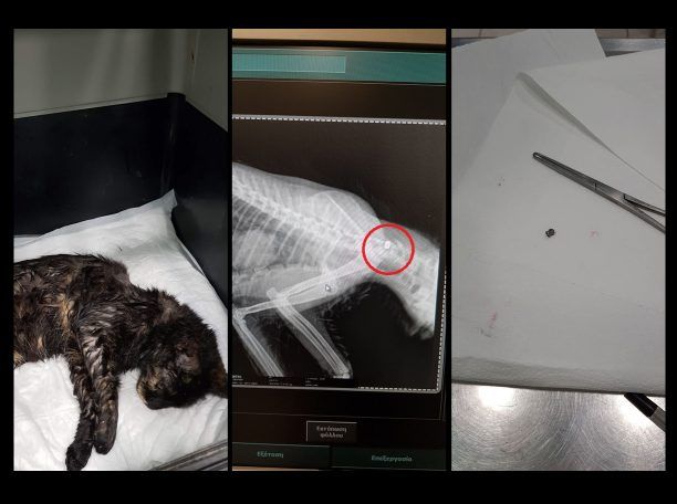 Λέσβος: 7-3-2019 η δίκη του άνδρα που πυροβόλησε γάτα με αεροβόλο στη Χρυσουμαλλούσα Μυτιλήνης