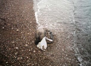 Αιτωλοακαρνανία: Πτώμα σκύλου μέσα σε πλαστική σακούλα βρέθηκε στην παραλία Κάτω Πλατανίτης