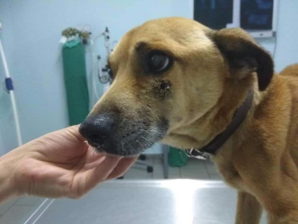 Βρέθηκε σκύλος υποσιτισμένος και πυροβολημένος στο κεφάλι στη Ναύπακτο Αιτωλοακαρνανίας