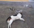 Δύο νεκρά σκυλιά από φόλες στο Ναύπλιο Αργολίδας
