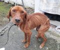 Έκκληση για τη φιλοξενία του σκελετωμένου σκύλου που βρέθηκε στη Νέα Μάδυτο Θεσσαλονίκης