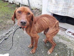 Θεσσαλονίκη: Αθωώθηκε κυνηγός που επέτρεψε ο σκύλος του να γίνει σκελετός από πείνα και ασθένειες στη Νέα Μάδυτο