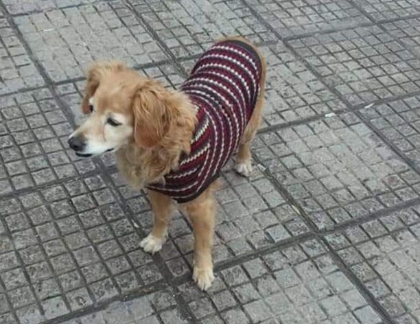 Βρέθηκε σκύλος ντυμένος έξω από το Ι.Κ.Α. στον Νέο Κόσμο της Αθήνας