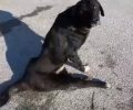 Πέθανε σκύλος που κειτόταν για μέρες πυροβολημένος & παράλυτος, χτυπημένος από όχημα στη Νίκαια Λάρισας (βίντεο)