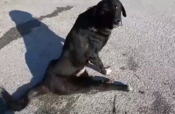 Πέθανε σκύλος που κειτόταν για μέρες πυροβολημένος & παράλυτος, χτυπημένος από όχημα στη Νίκαια Λάρισας (βίντεο)