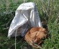 Πάρος: Βρήκε σκελετωμένο σκύλο κλεισμένο σε τσουβάλι πεταμένο στις Καμάρες