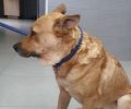 Βρήκαν τον αδέσποτο σκύλο πυροβολημένο στα Πλατανάκια Πιερίας