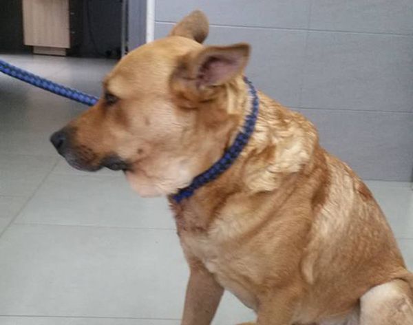 Βρήκαν τον αδέσποτο σκύλο πυροβολημένο στα Πλατανάκια Πιερίας