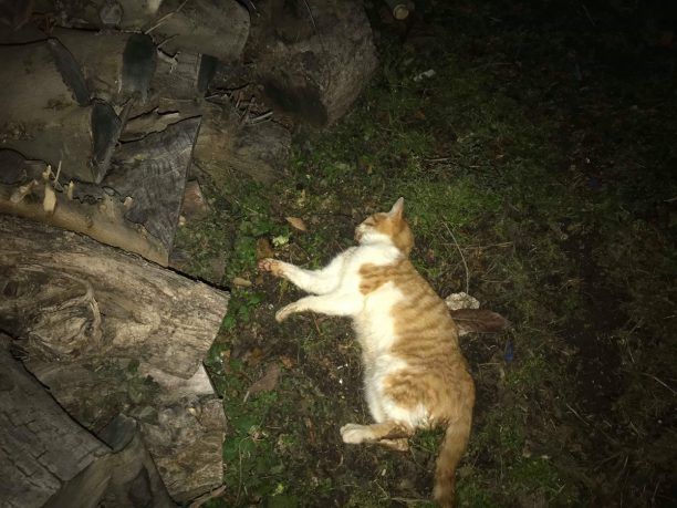 Χαλκιδική: Γάτα νεκρή από φόλα στα Ανήλια Πολυγύρου