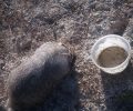 Κρήτη: Ο εκπαιδευμένος σκύλος εντόπισε κουβάδες με δηλητηριασμένο νερό στα Ποντικιανά Χανίων