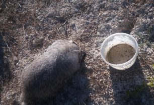 Κρήτη: Ο εκπαιδευμένος σκύλος εντόπισε κουβάδες με δηλητηριασμένο νερό στα Ποντικιανά Χανίων