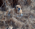 Έκκληση για τα έξοδα περίθαλψης σκύλου που πάσχει από βαριάς μορφής ωτίτιδα και ζει στην Πτολεμαΐδα Κοζάνης