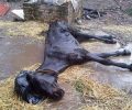 Νεκρά, σκελετωμένα και εξαθλιωμένα ζώα (άλογα, κατσίκες, κότες) σε κτήμα στο Ρίο Αχαΐας