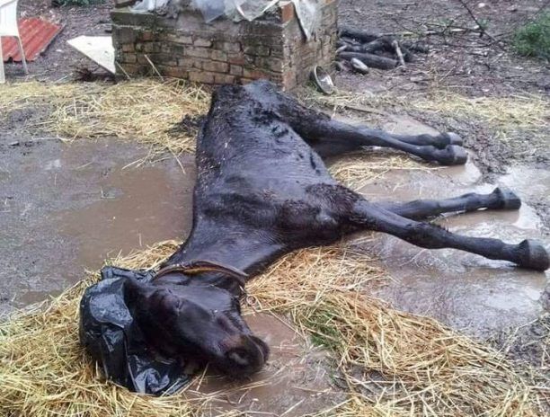 15-4-2019 η δίκη άνδρα που άφηνε χωρίς τροφή άλογα, κότες, σκυλιά, κατσίκες στο Ρίο Αχαΐας με αποτέλεσμα ζώα να πεθαίνουν από πείνα