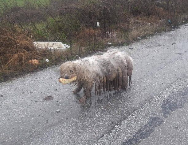 Έσωσαν σκύλο που περιφερόταν εξαθλιωμένος στον Ριζόμυλο Μαγνησίας χωρίς κανείς από τους ντόπιους να νοιάζεται (βίντεο)