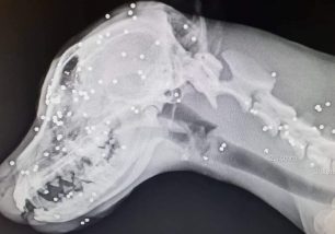 Ρόδος: Ο σκύλος τυφλώθηκε μετά τον πυροβολισμό