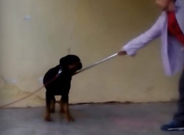 Καταδικάστηκε εκπαιδευτής σκύλων για κακοποίηση Ροτβάιλερ στο Κορωπί Αττικής (βίντεο)