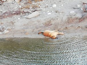 Σκύλος νεκρός από φόλα στην παραλία της Σάντοβας στη Μεσσηνία