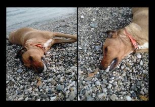 Σκύλος νεκρός από φόλα στη Σωτηρίτσα Λάρισας
