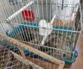 Συνεχίζεται αδιάκοπα το παράνομο εμπόριο και άγριων πουλιών στο παζάρι του Σχιστού στην Αττική
