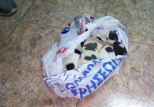 Βρήκε 6 κουτάβια κλεισμένα σε σακούλα σε κάδο σκουπιδιών στη Θέρμη Θεσσαλονίκης