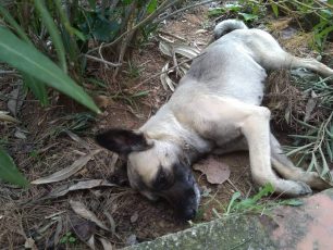 Ένα σκυλί νεκρό από φόλα και ένα δηλητηριασμένο στους Θρακομακεδόνες Αττικής (βίντεο)