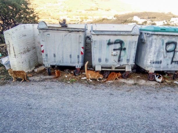 Τήνος: Δηλητηριασμένα και νεκρά ζώα (γάτες και σκυλιά) στα χωριά Κώμη και Αγάπη