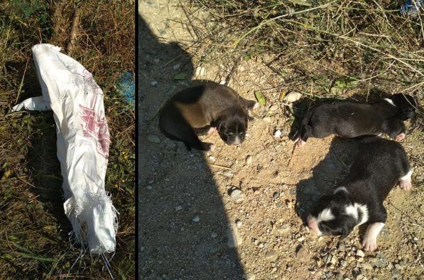 Βρήκαν τέσσερα νεογέννητα κουτάβια κλεισμένα σε τσουβάλι στον Τύρναβο Λάρισας