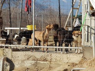 Έκκληση για τη φροντίδα των σκυλιών που έμειναν μόνα τους μετά τον θάνατο 75χρονου συλλέκτη στο Τύμπανο Ξάνθης (βίντεο)