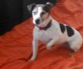 Χάθηκε θηλυκός σκύλος – Τζακ Ράσελ στο Κορωπί Αττικής