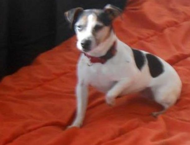 Χάθηκε θηλυκός σκύλος – Τζακ Ράσελ στο Κορωπί Αττικής