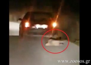 Εντοπίστηκε μετά το ρεπορτάζ του zoosos.gr ο 72χρονος που έσερνε σκύλο στη Βόνιτσα Αιτωλοακαρνανίας