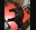 Τέσσερις γάτες νεκρές από φόλες στη Βούλα Αττικής