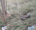 Ξάνθη: Βρήκαν τον σκύλο νεκρό με σφηνωμένο το κεφάλι ανάμεσα στους κορμούς των δέντρων