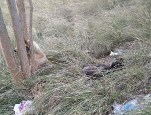 Ξάνθη: Βρήκαν τον σκύλο νεκρό με σφηνωμένο το κεφάλι ανάμεσα στους κορμούς των δέντρων