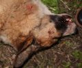 Κτηνοτρόφος εκτέλεσε πυροβολώντας 3 φορές τον σκύλο του συγχωριανού του στα Χαβδάτα Κεφαλλονιάς