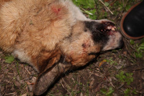 Κτηνοτρόφος εκτέλεσε πυροβολώντας 3 φορές τον σκύλο του συγχωριανού του στα Χαβδάτα Κεφαλλονιάς