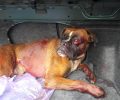 26-3-2019 στη Ζάκυνθο η δίκη άνδρα που κατηγορείται ότι πυροβόλησε σκύλο του γείτονα στο Σκουλικάδο