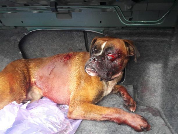 Ζάκυνθος: 31-1-2019 η δίκη του άνδρα που κατηγορείται ότι πυροβόλησε τον σκύλο του γείτονα στο Σκουλικάδο