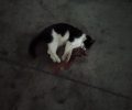 Δύο γάτες νεκρές από φόλα στην οδό Ιπποκρήνης στου Ζωγράφου Αττικής