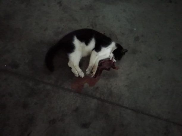 Δύο γάτες νεκρές από φόλα στην οδό Ιπποκρήνης στου Ζωγράφου Αττικής
