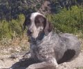 Χάθηκε αρσενικός σκύλος στον Βόλο Μαγνησίας