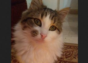 Χάθηκε θηλυκή γάτα στο Γαλάτσι Αττικής