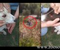 Καταδικάστηκε με αναστολή δημοτικός σύμβουλος Παγγαίου που πλάκωσε στο ξύλο τον σκύλο του το 2015 στο Μελισσοχώρι Καβάλας (βίντεο)